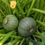 Potagères - Courgette de Nice à Fruit Rond - face recto